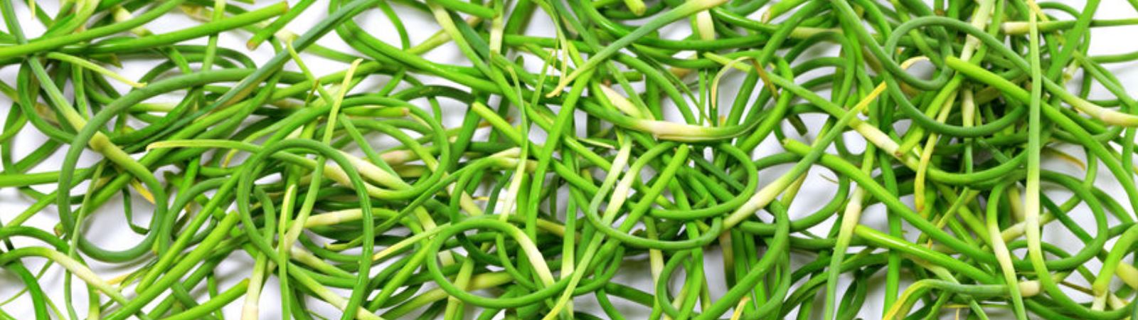 Garlic Scapes at Natania Garlic Farm