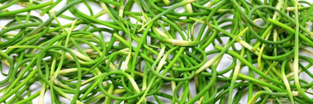 Garlic Scapes at Natania Garlic Farm