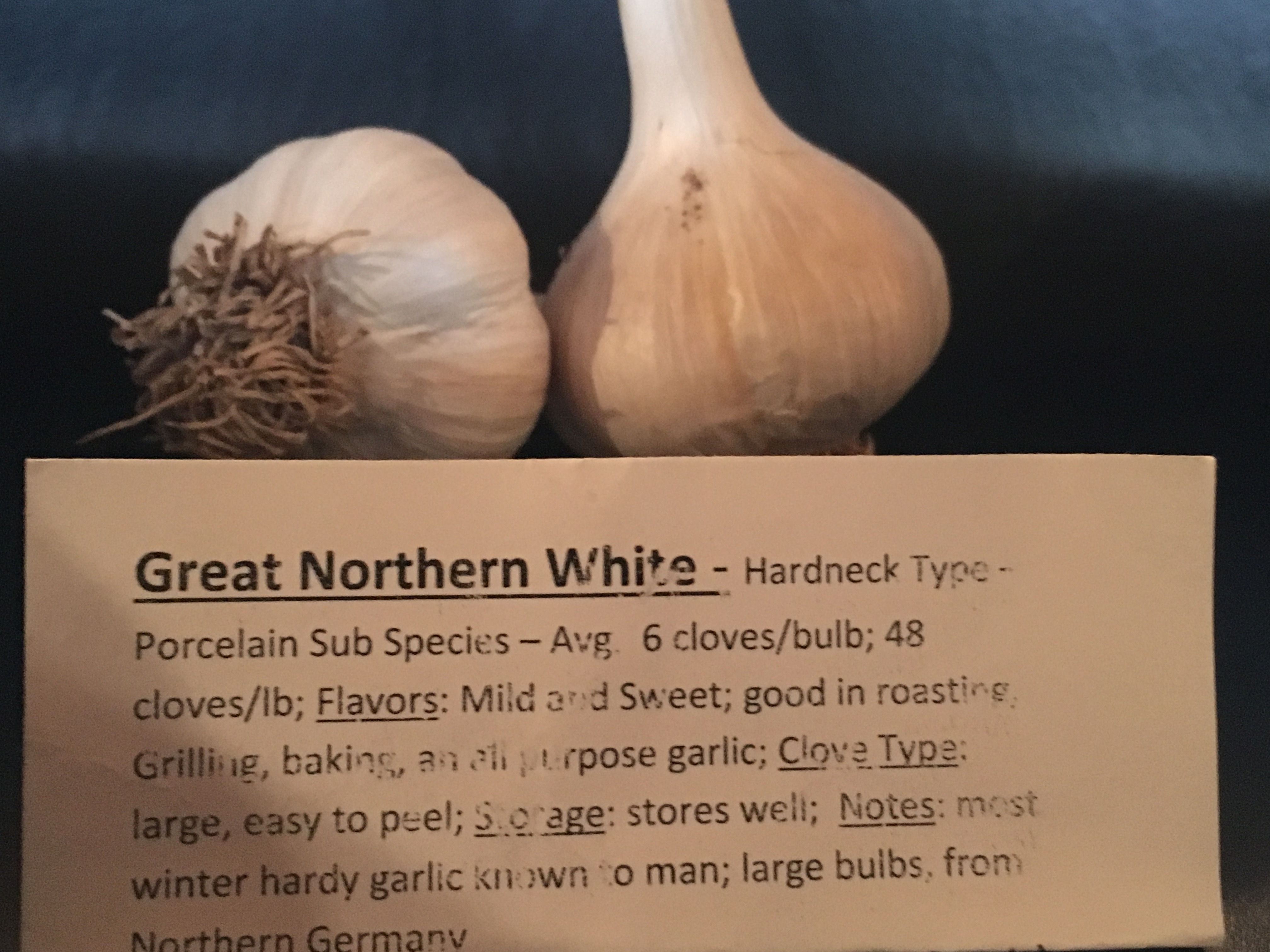 Great Norther White Garlic