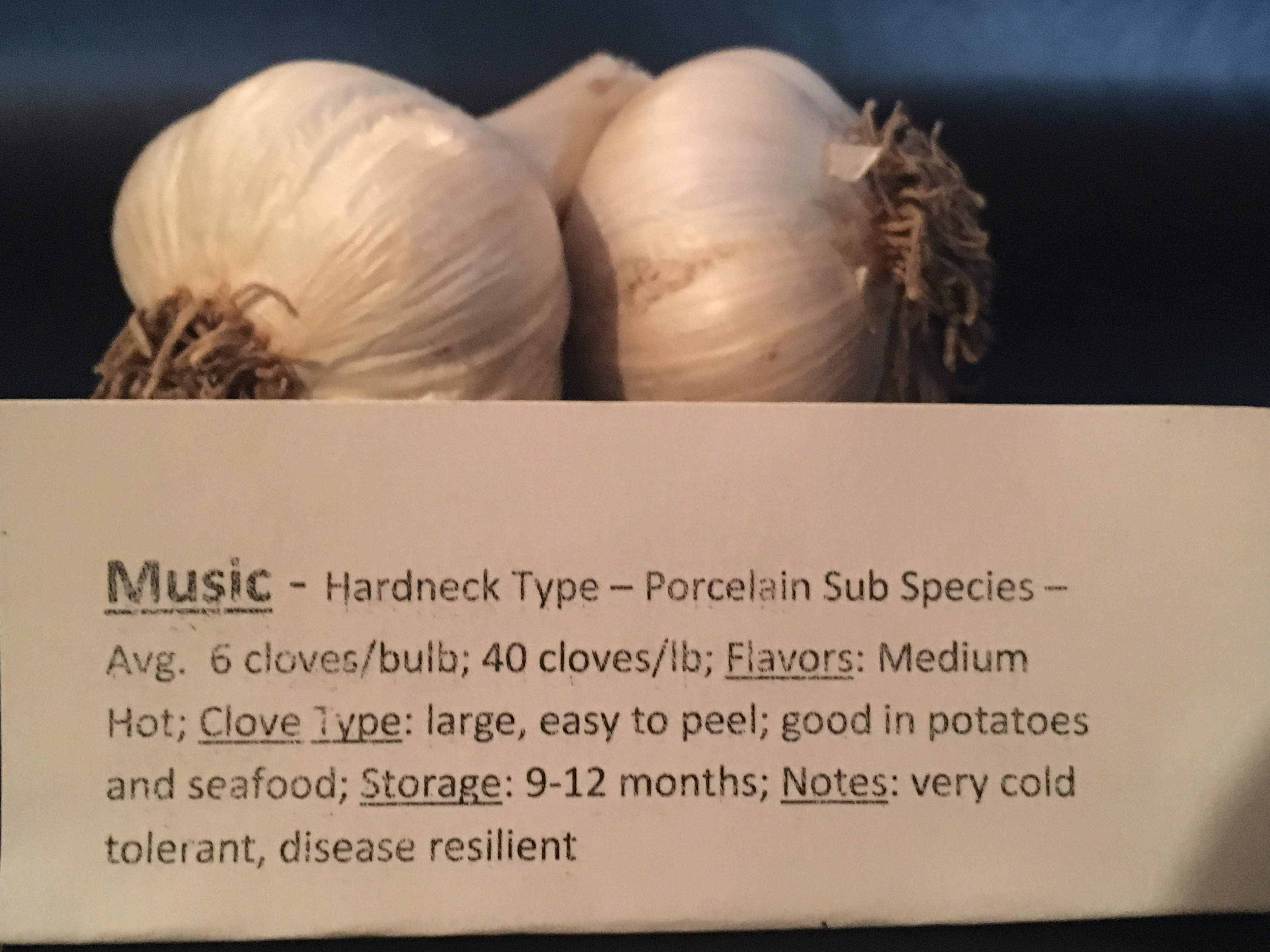 Music Garlic