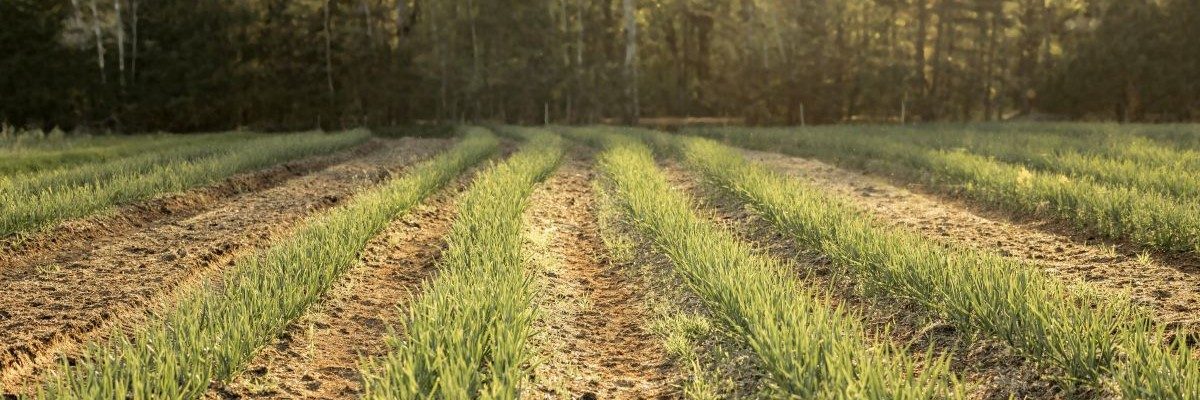 Field of Garlic-crop