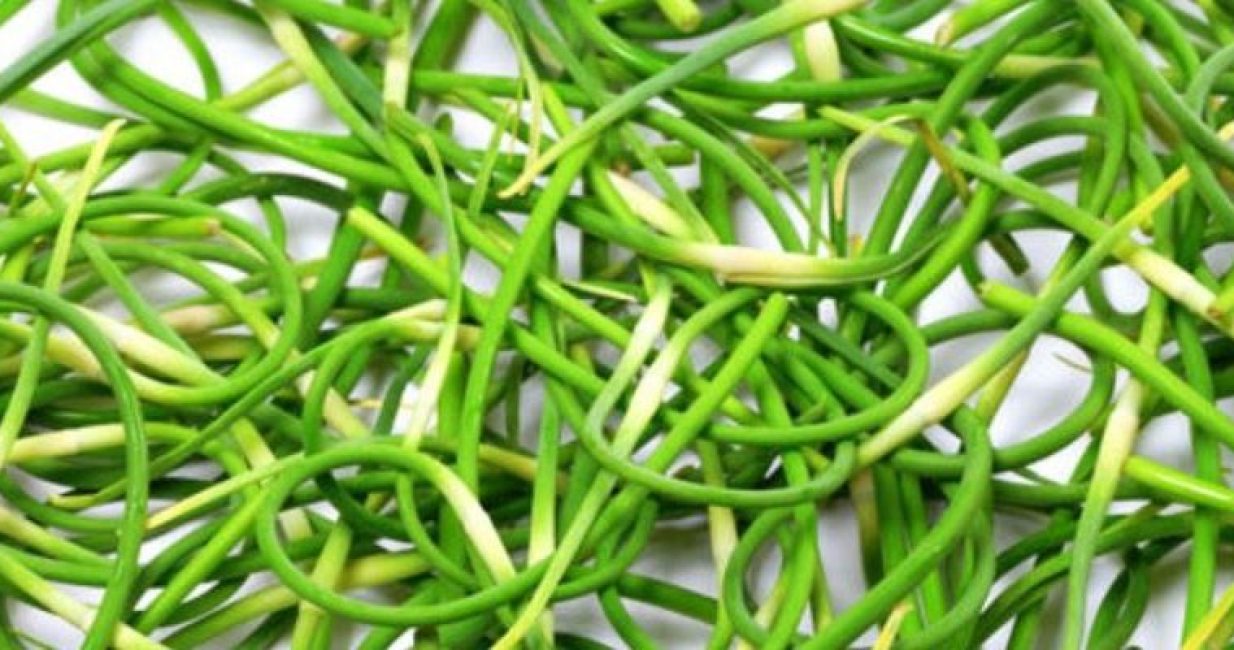 Garlic Scapes at Natania Garlic Farm