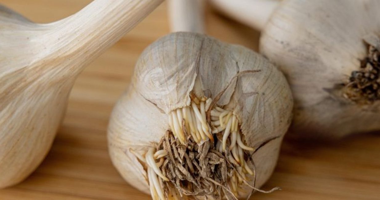 Natania Garlic Farm-01-post